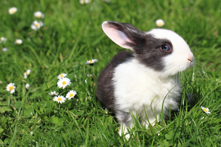 VRAI OU FAUX| Teste tes connaissances sur les lapins