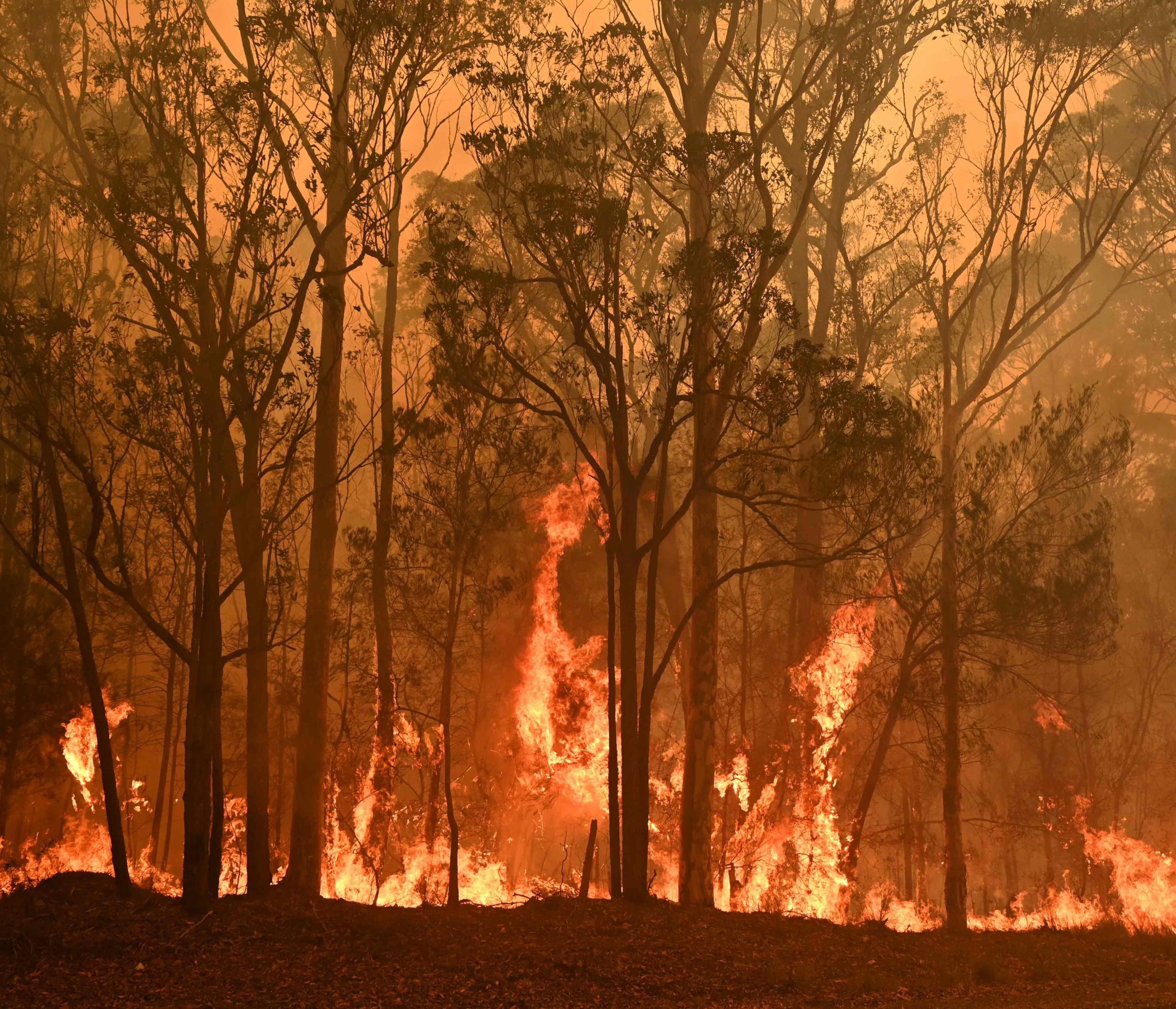 Feux de forêt en Australie  les dégâts sont lourds
