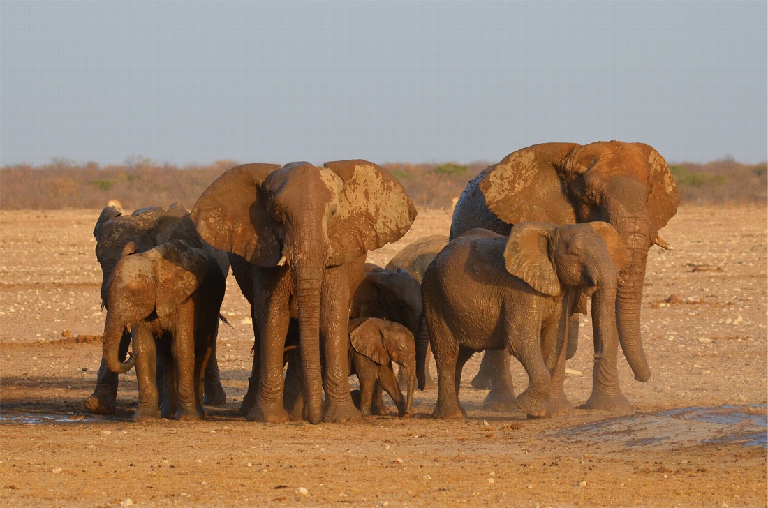 La Namibie met en vente 170 éléphants