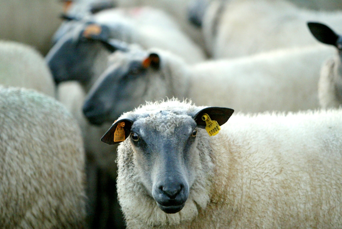 Des moutons  au service de la commune