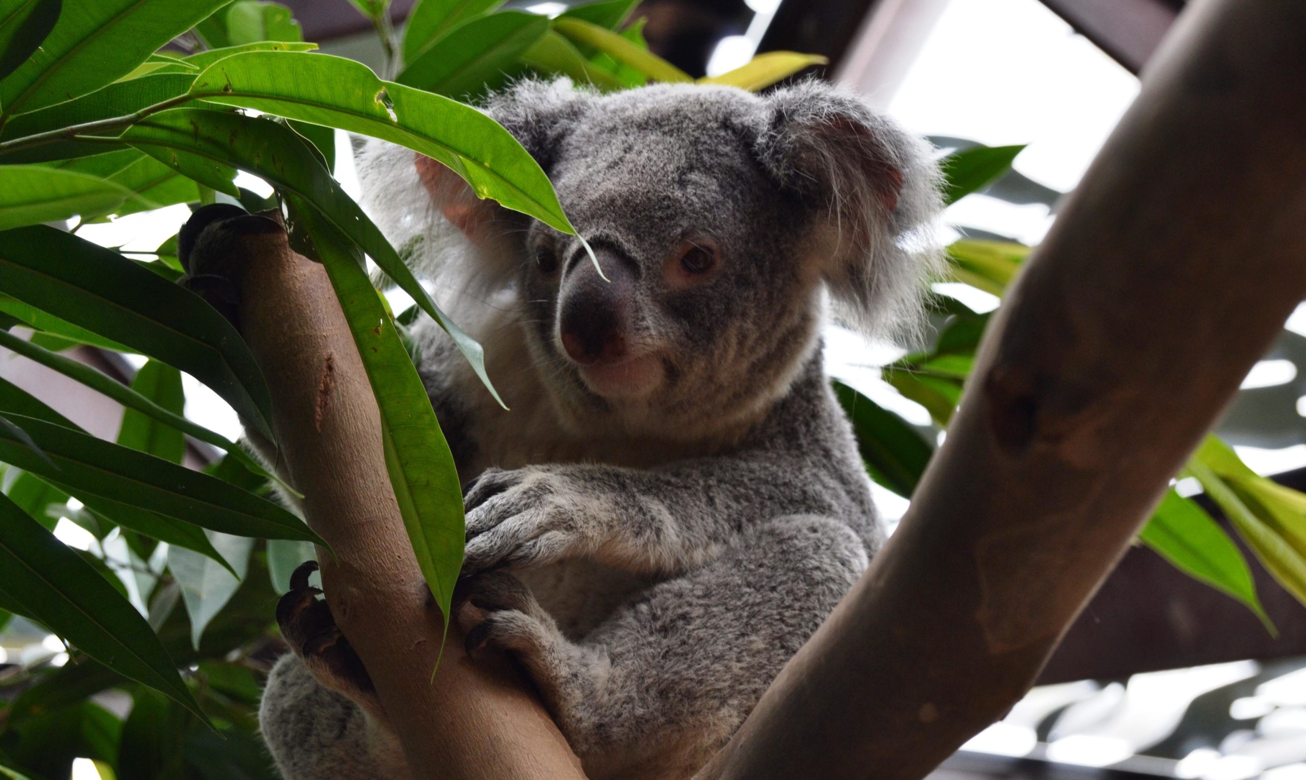 Vincent, soigneur  de koalas à Pairi Daiza