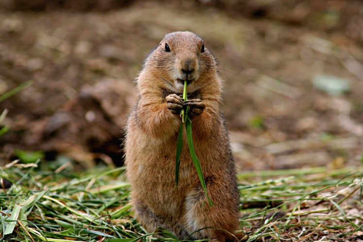 5 choses à savoir sur les marmottes (vidéo)