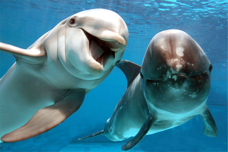 VIDÉO| Deux dauphins s’aventurent à l’entrée de Venise