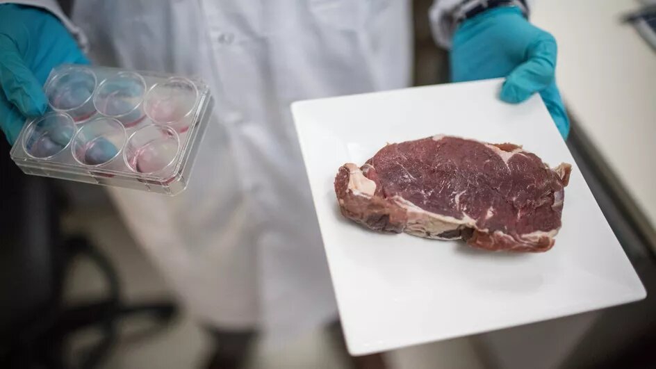 De la viande cultivée en laboratoire
