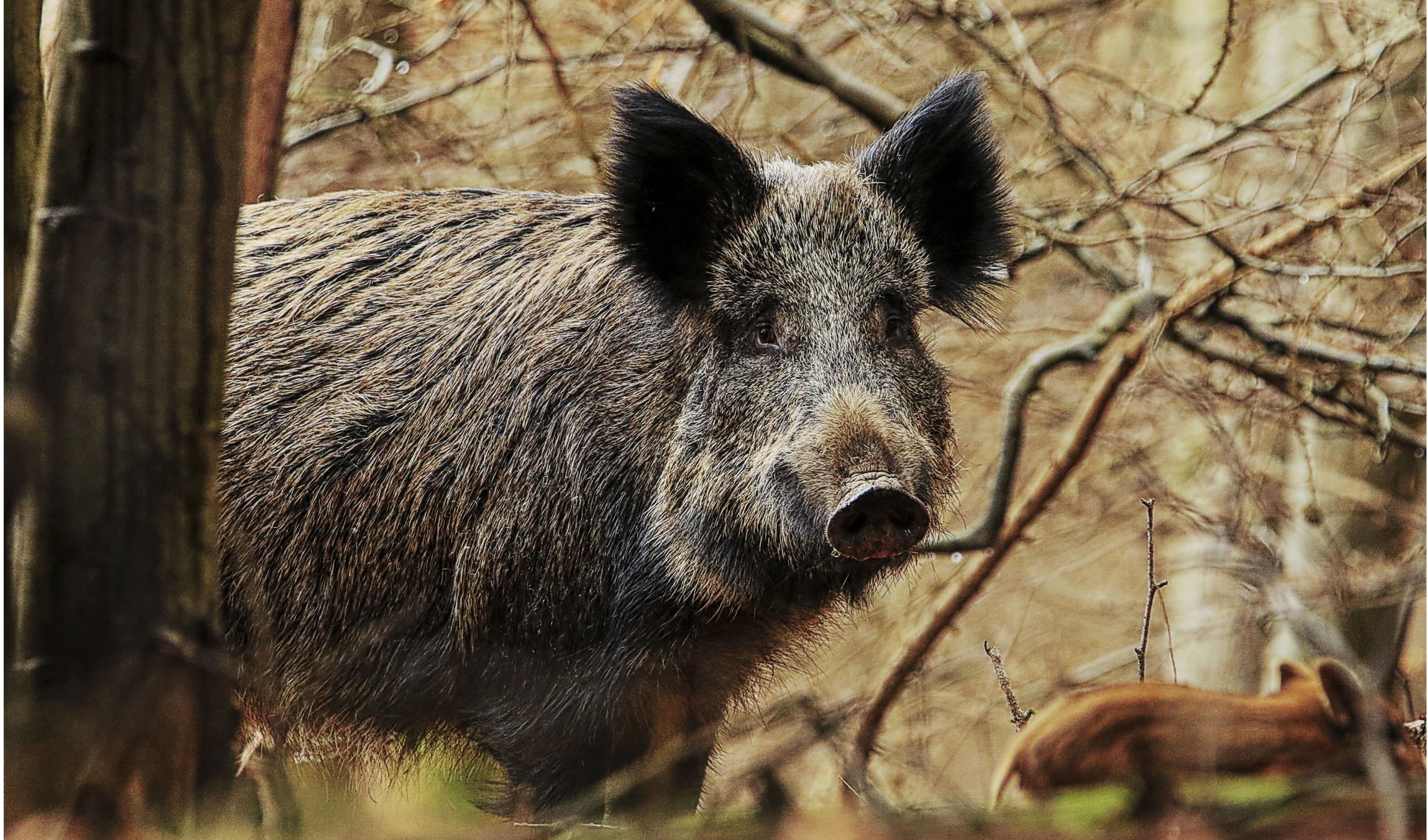 Peste porcine:  la forêt interdite