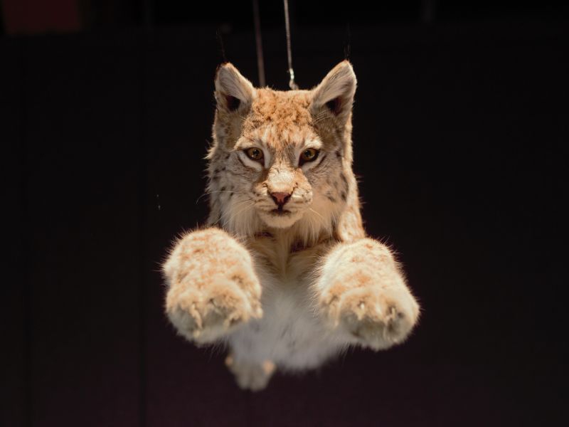 À la découverte des félins : du tigre à dents de sabre au chat domestique