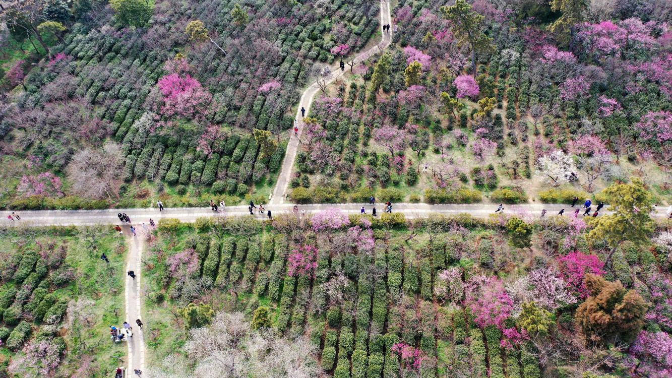 Chine: sur une colline à l’est du pays, 35 000 pruniers sont en fleurs