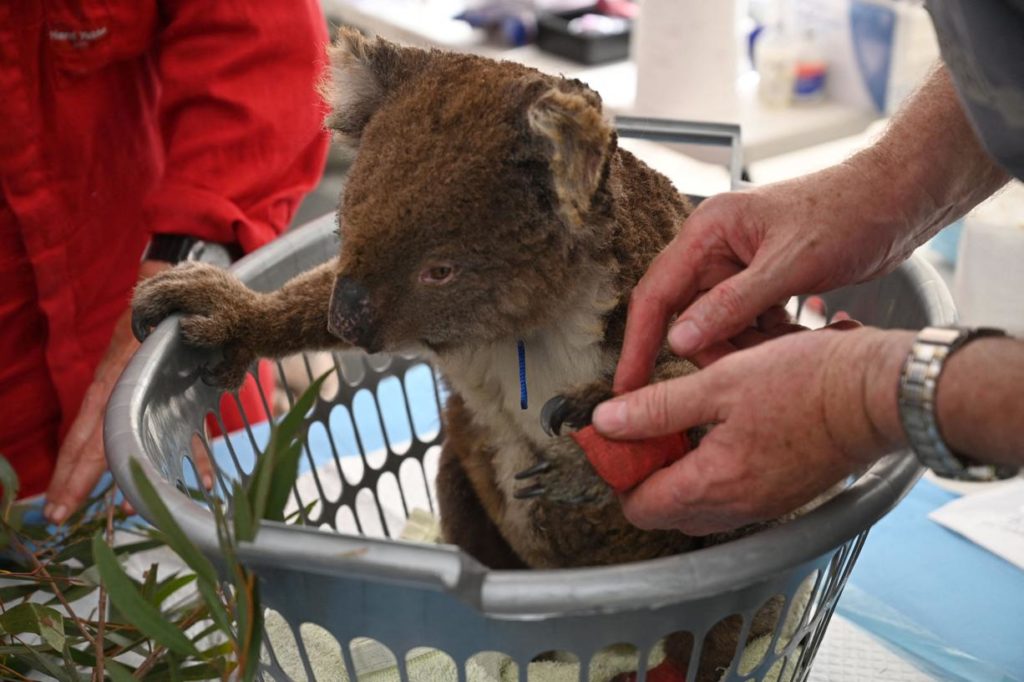 Le koala est menacé dans les régions à l'Est du pays.
