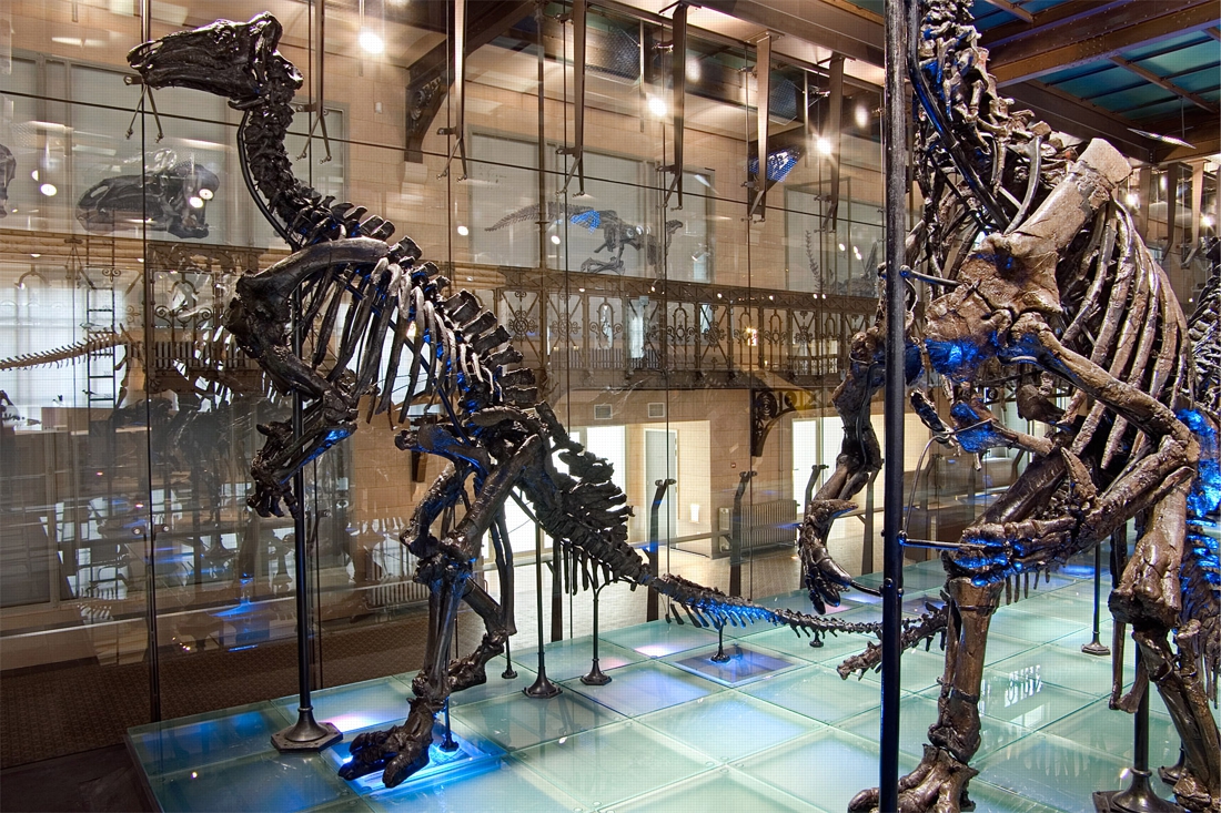 Les iguanodons  de Bernissart: une immense découverte (vidéo)
