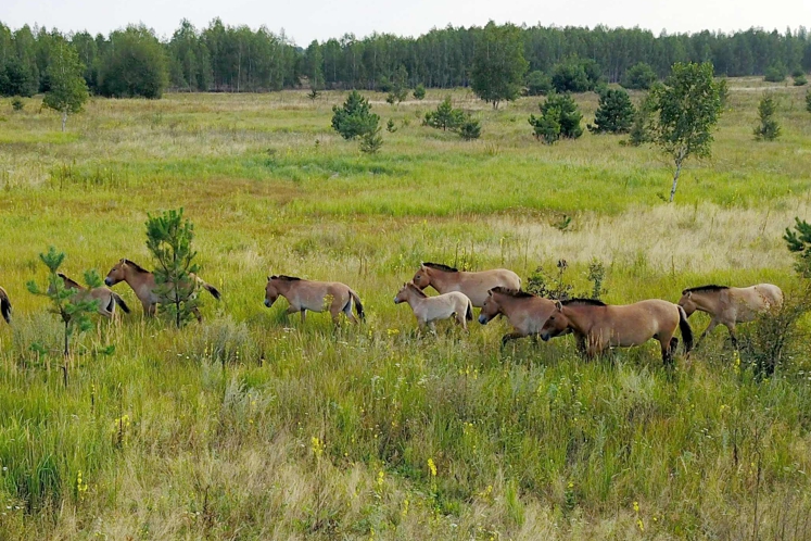 PHOTOS & VIDÉO | Des chevaux menacés d’extinction, désormais heureux à… Tchernobyl