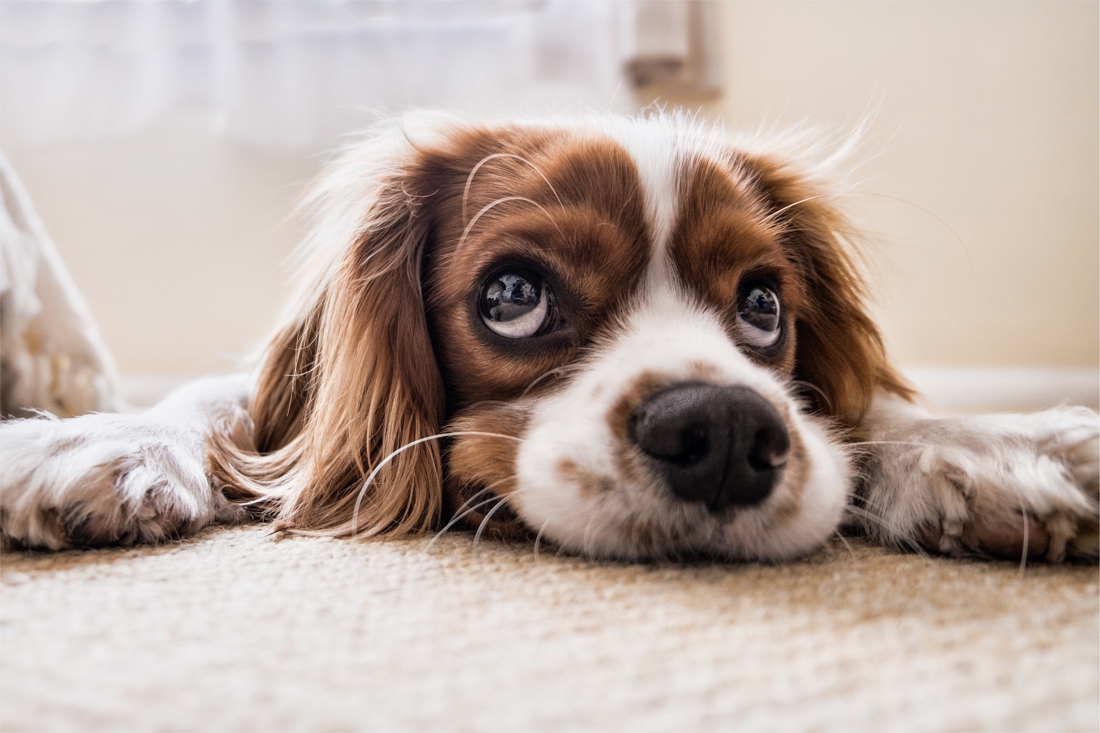 Les chiens souffrent-ils de l’isolement?