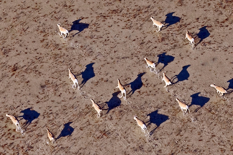 VIDÉO| L’antilope saïga, une espèce menacée d’extinction