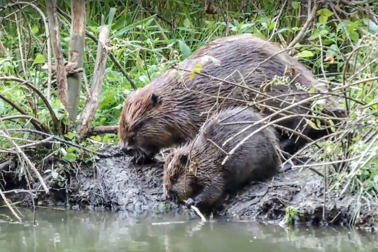 Deux castors échappent à l'abattage à Couvin: 5 choses à savoir sur cette espèce protégée