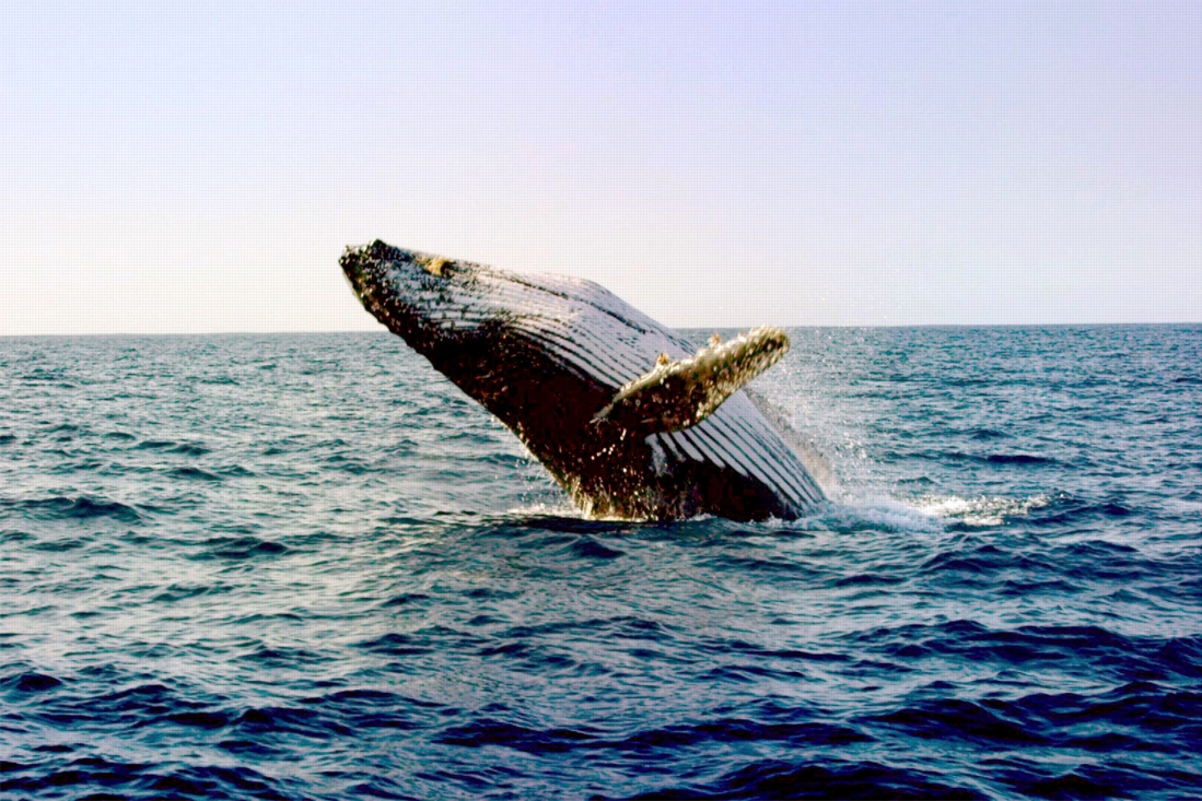 Des baleines  pour protéger notre planète