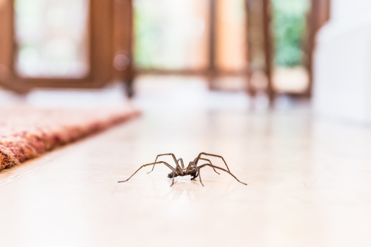 DÉCRYPTAGE | Pourquoi voit-on plus d’araignées en ce moment dans nos maisons?