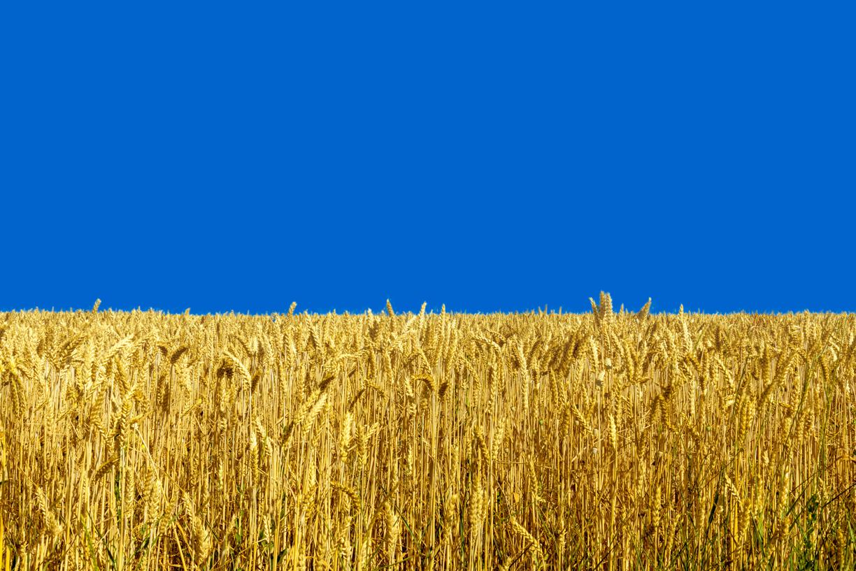 Que signifie le drapeau ukrainien, aux couleurs du blé et du ciel bleu?