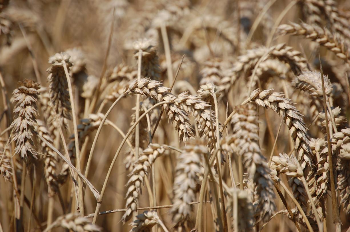 Le blé est une céréale importante pour des milliards d’humains. Sur Terre, on en consomme 800 millions de tonnes par an, sous forme de pain, farine ou semoule…