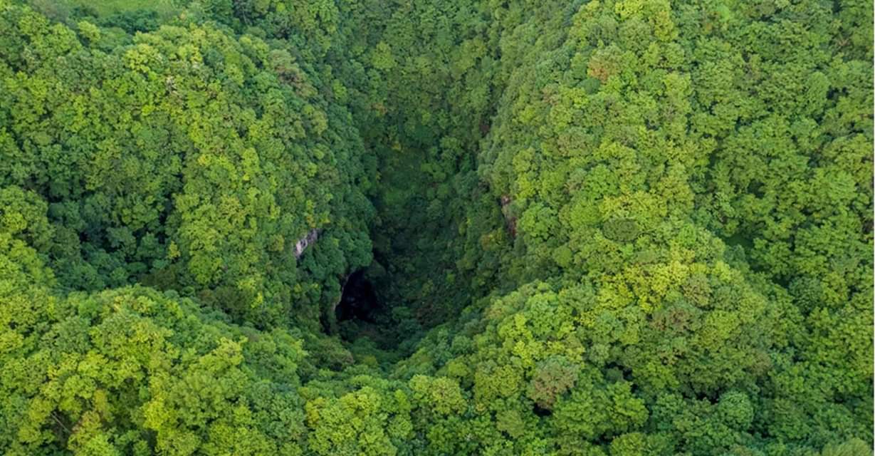 Une forêt primaire découverte dans un immense gouffre en Chine