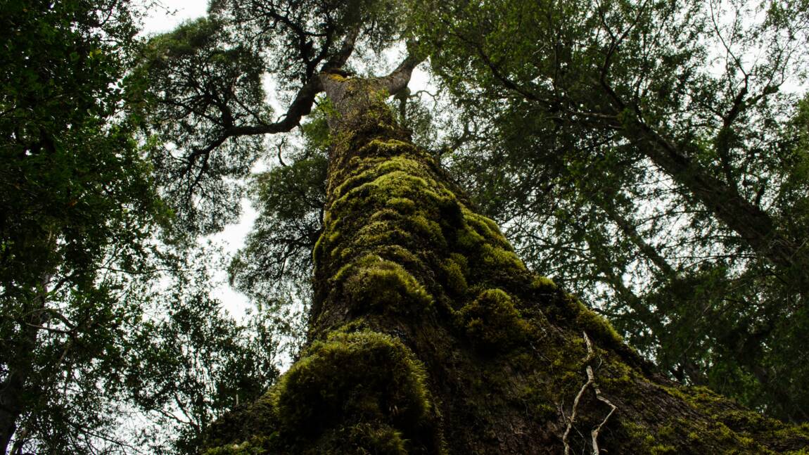 Le plus vieil arbre du monde au Chili ?