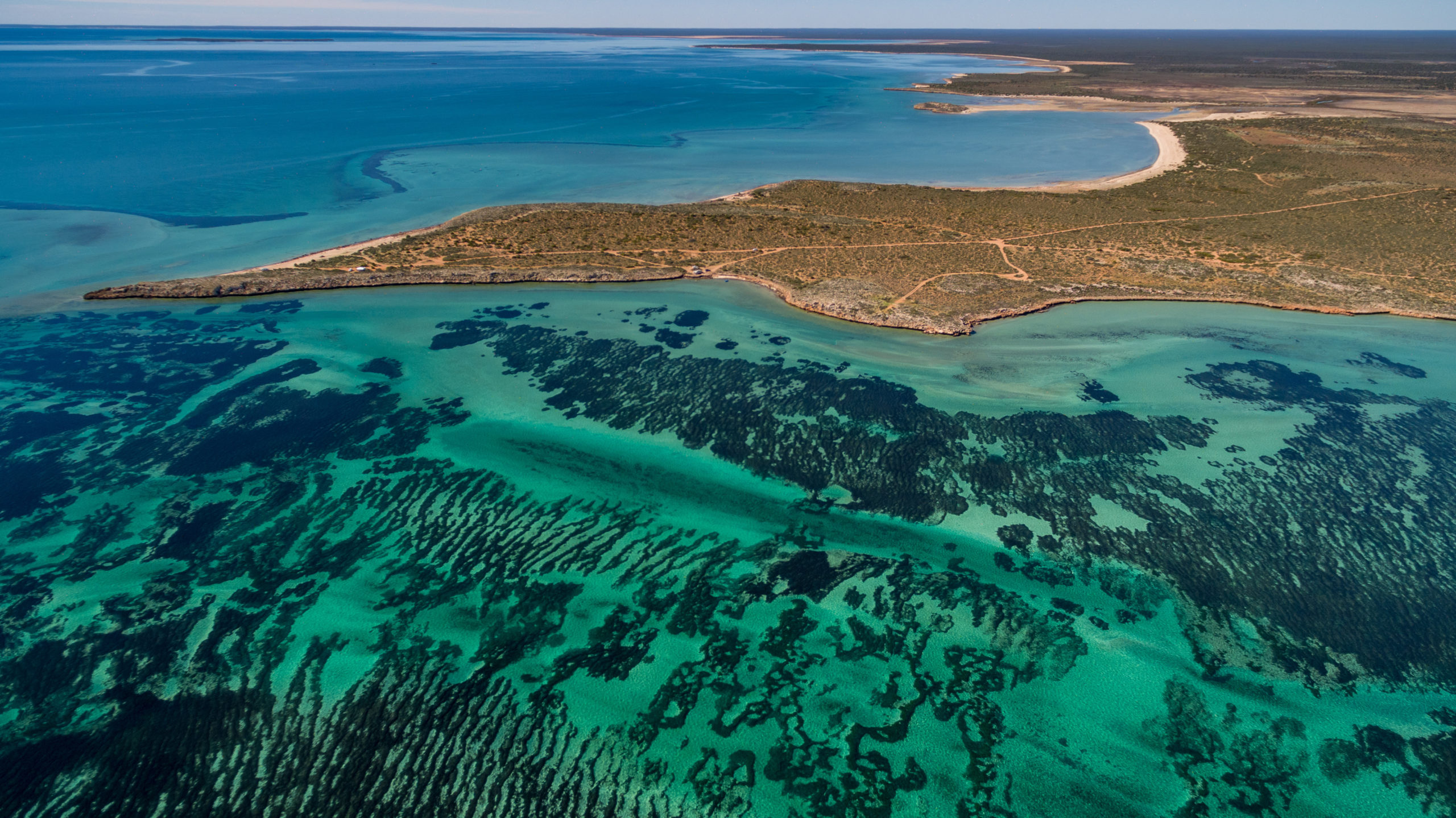 La plus grande plante du monde a été découverte dans les eaux de la «Shark Bay», en Australie.