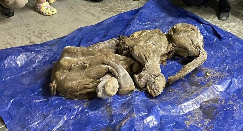 Au Canada, des chercheurs d'or trouvent un bébé mammouth vieux de 30 000 ans !