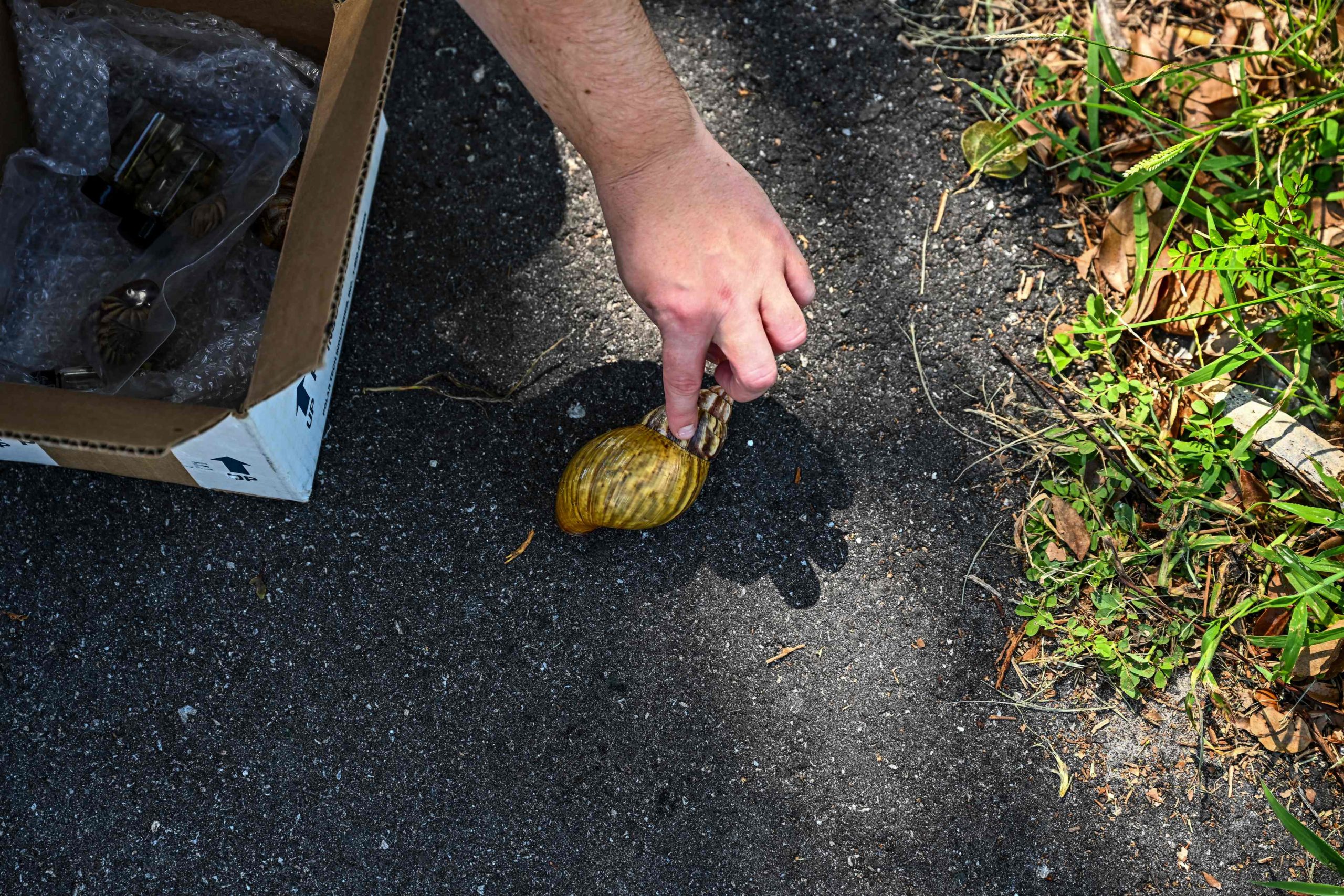 Ces escargots géants qui envahissent la Floride…