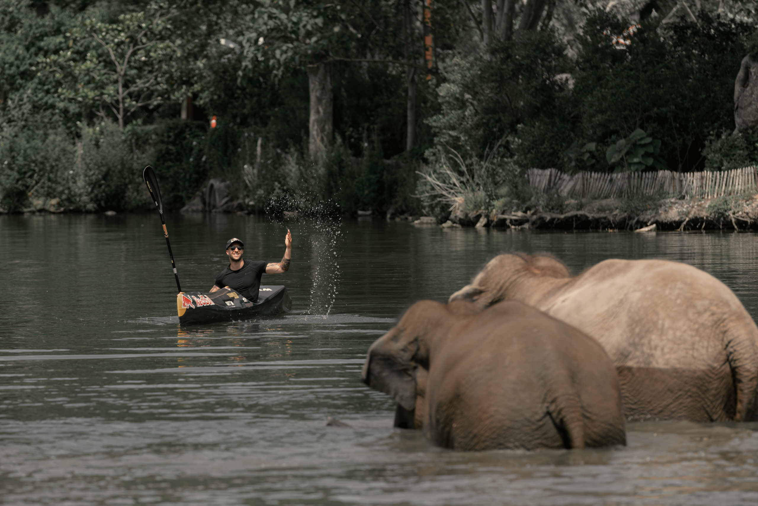 Pendant l’été, les éléphants de Pairi Daiza descendent au lac tous les jours, en début d’après-midi pour se baigner