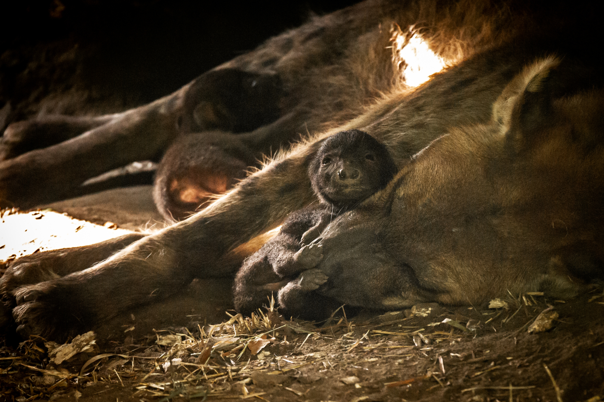 Deux bébés hyènes tachetées nés au zoo de Planckendael