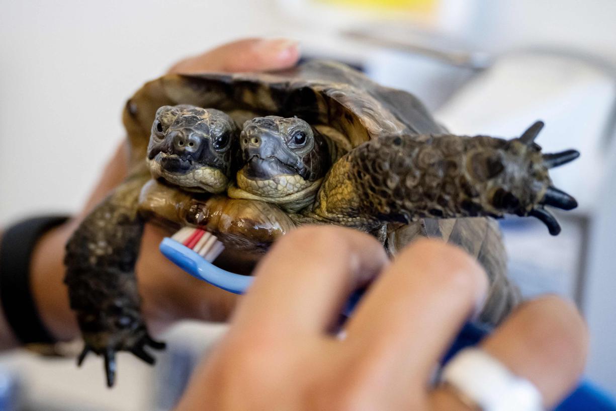 Janus, la plus vieille tortue à deux têtes du monde, fête ses 25 ans