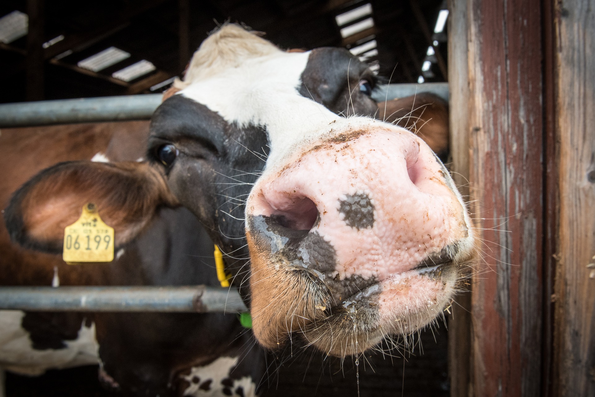 Une ferme transforme la bouse de vache en électricité (vidéo)