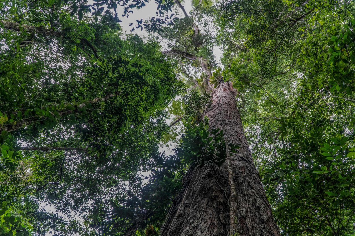 C'est le plus grand arbre jamais découvert dans la forêt amazonienne, un spécimen imposant de la taille d'un immeuble de 25 étages.