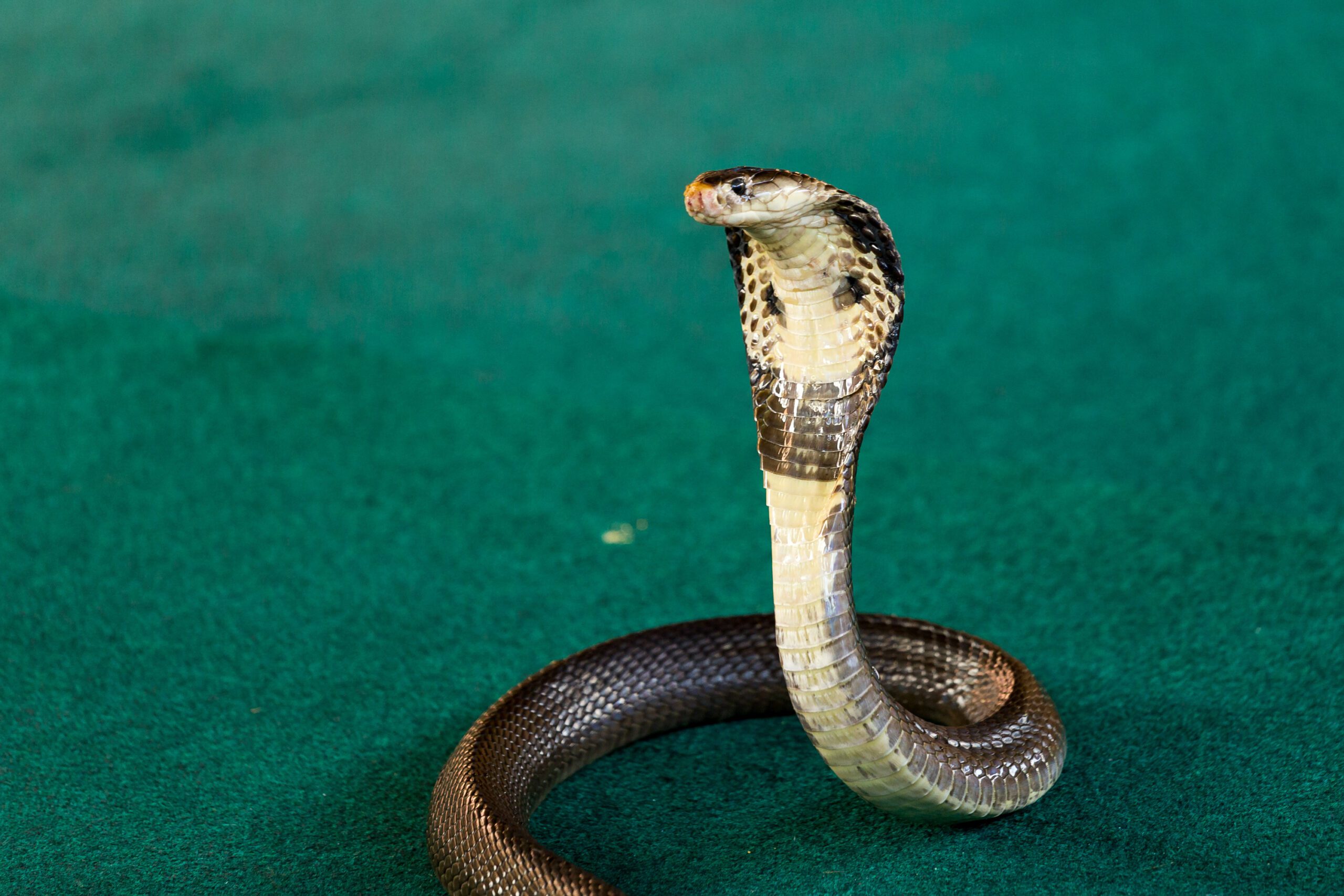 Originaire d’Asie, le cobra royal est le plus long serpent venimeux du monde.