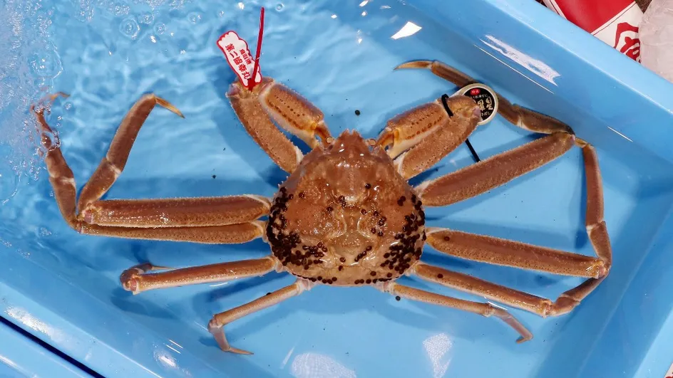 En Alaska, des milliards de crabes des neiges ont disparu