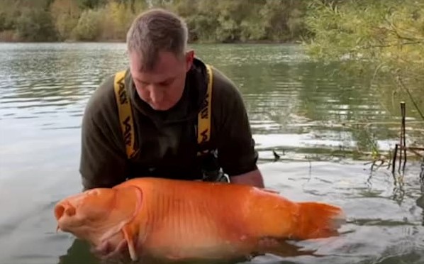 Il pêche l'un des plus gros poissons rouges dans un lac (vidéo)