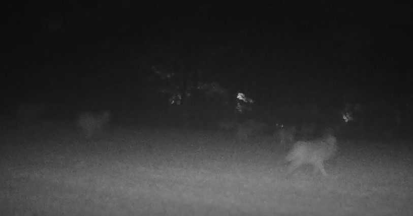 Une vidéo exceptionnelle de 12 loups qui courent dans une prairie au Limbourg
