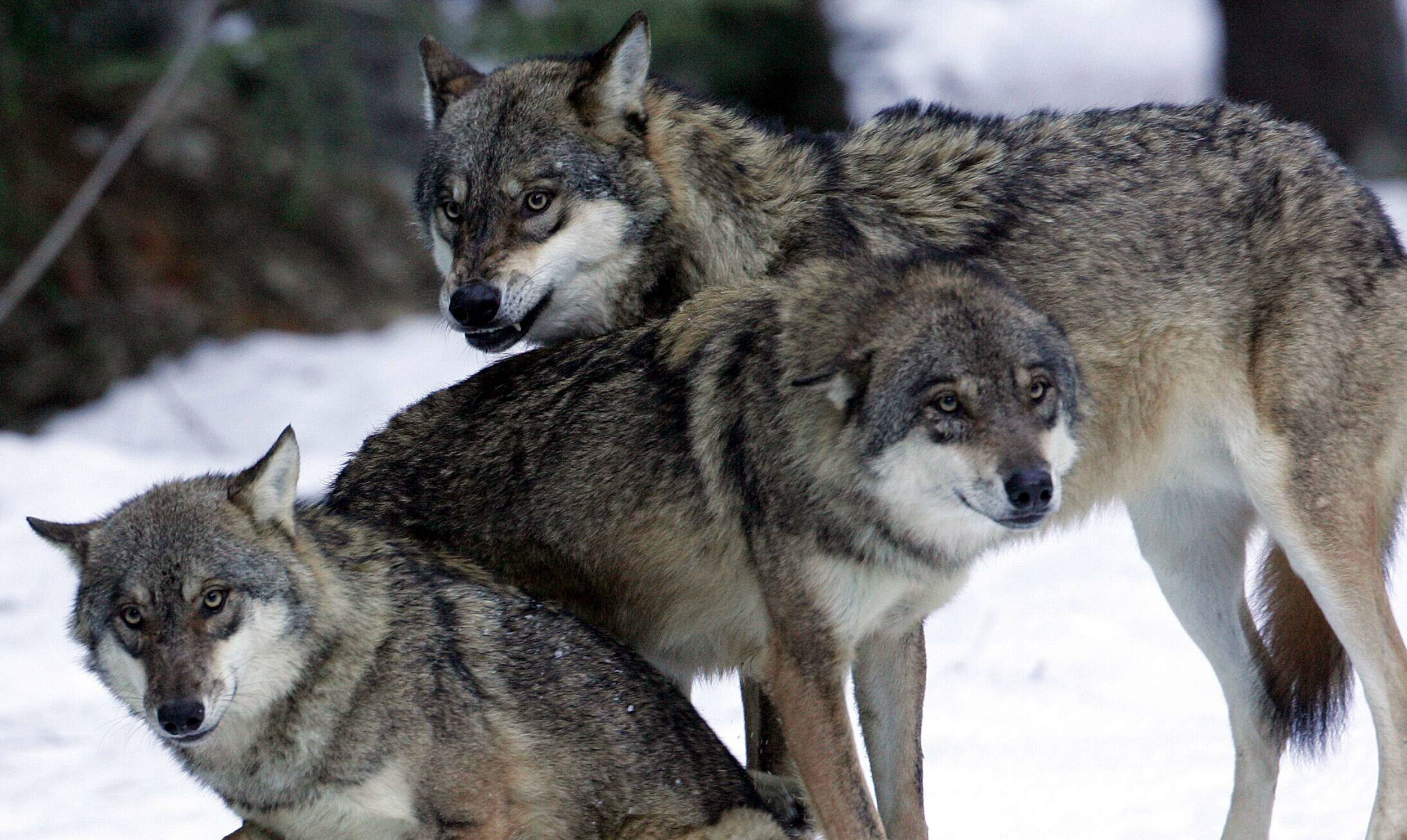 En Suède, la chasse aux loups est ouverte: pour quelles raisons ?