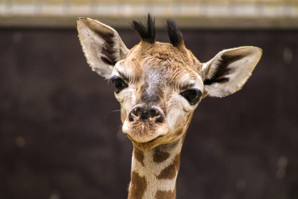 Le parc animalier Pairi Daiza accueille un nouveau girafon trop mignon (+ vidéo)