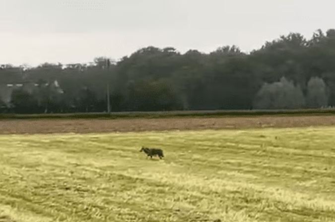 Un jeune loup aperçu dans un champ en Flandre (vidéo)