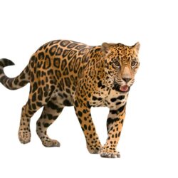 jaguar d'Amazonie