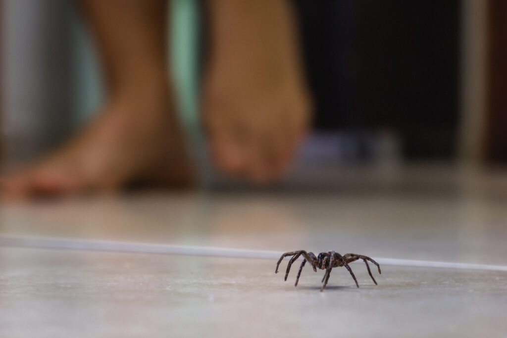 L’araignée mâle se déplace dans nos maisons à la recherche de femelles pour se reproduire.