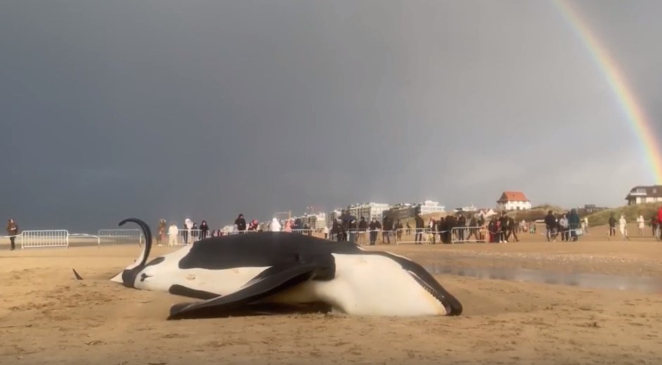 Une orque s'échoue sur une plage de la côte belge