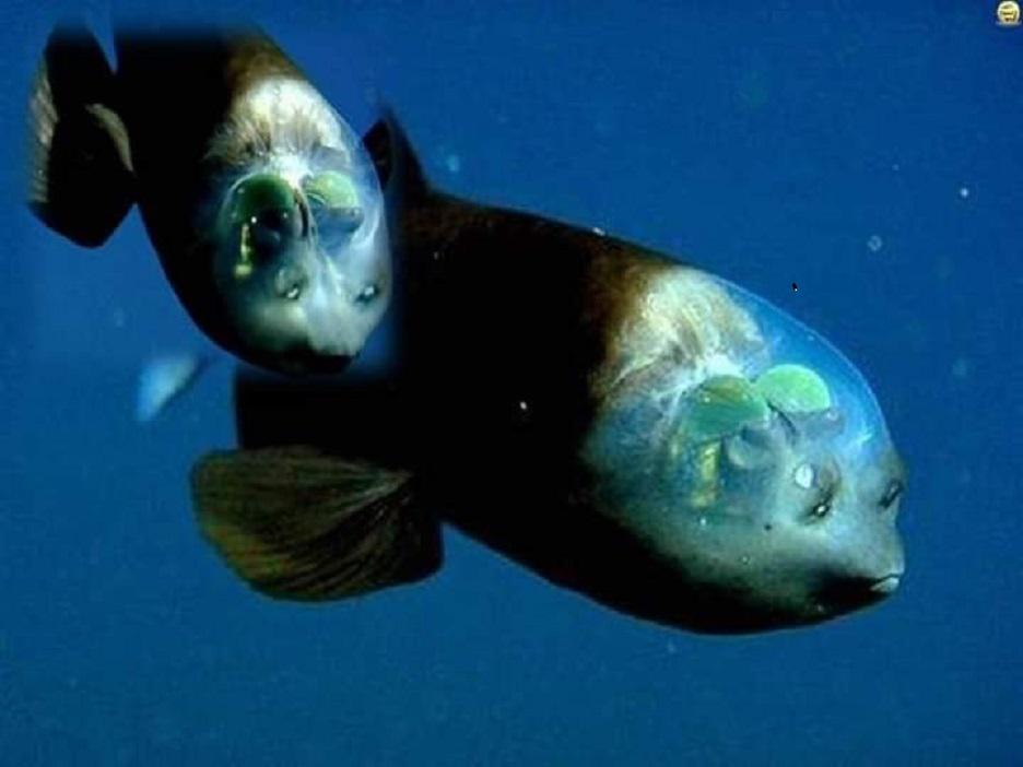Connais-tu le macropinna microstoma, un étrange poisson à la tête transparente?