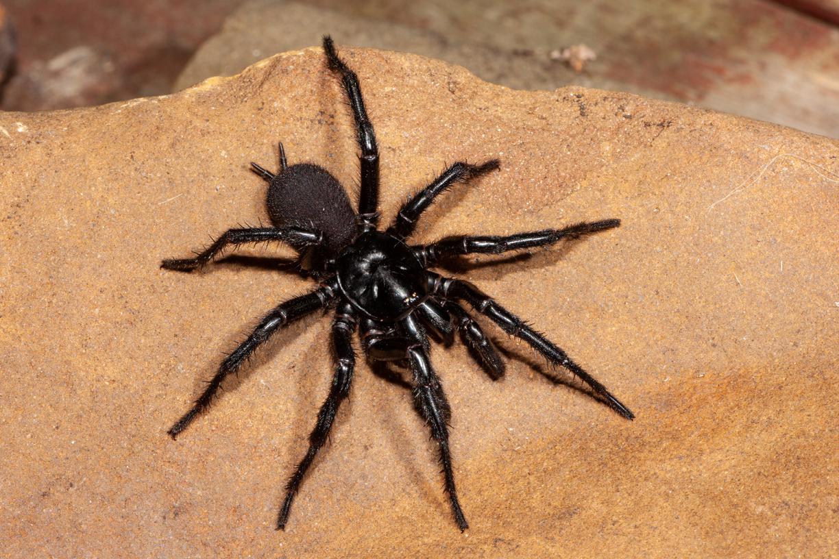 L’araignée la plus venimeuse du monde vit en Australie